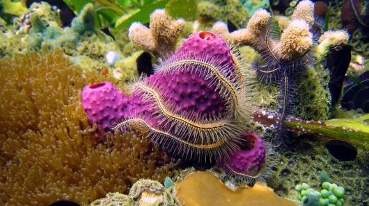 Sponge and Brittle Star Wall Mural