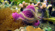 Sponge and Brittle Star Wall Mural
