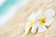 Temple flower on the beach Wall Mural