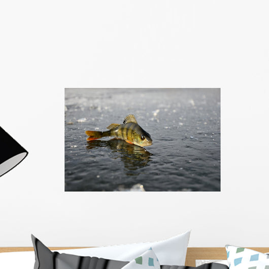 Perch Ice