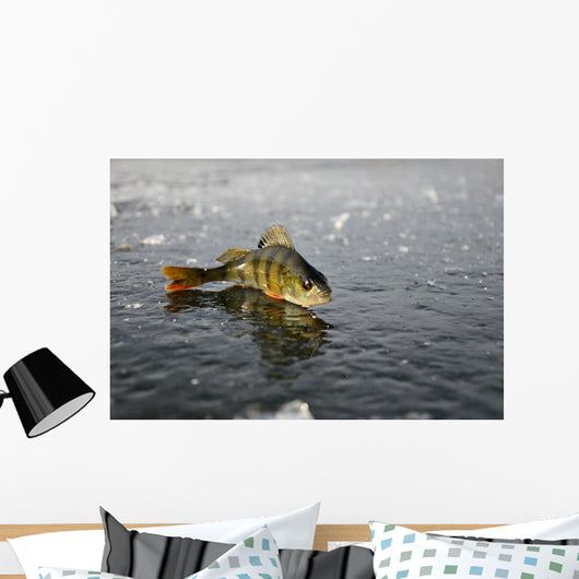 Perch Ice