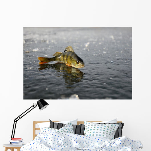 Perch Ice
