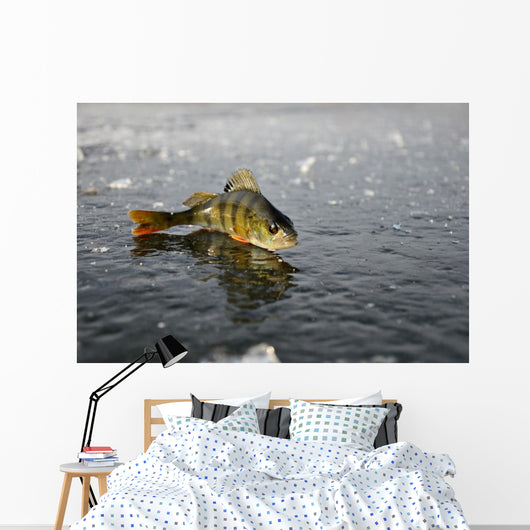 Perch Ice