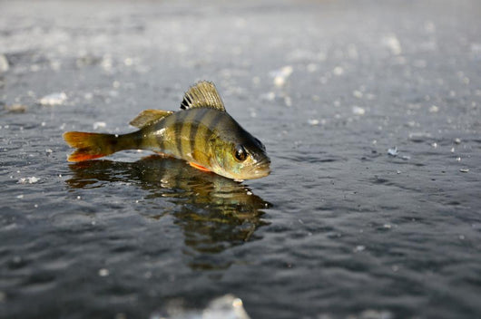 Perch Ice