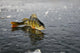 Perch Ice