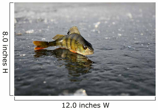 Perch Ice