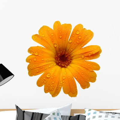 Yellow Wet Gerber Daisy Wall Decal shown on a wall