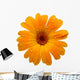 Yellow Wet Gerber Daisy over White Wall Decal