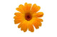 Yellow Wet Gerber Daisy over White Wall Decal