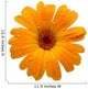 Yellow Wet Gerber Daisy over White Wall Decal