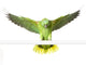 Amazon Yellow Nape - Amazona Auropalliata Wall Decal