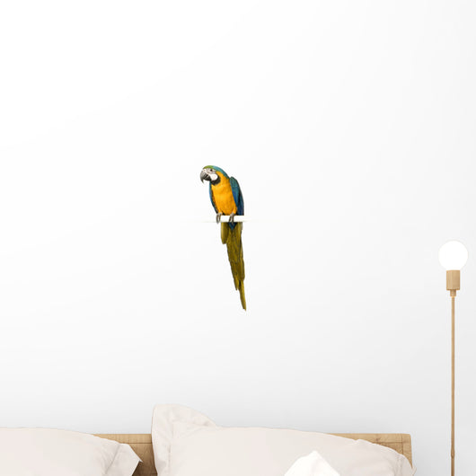 Blue Hyacinth Macaw Wall Decal
