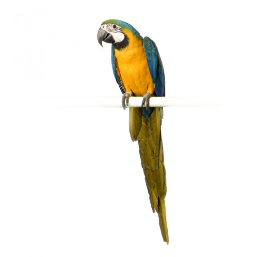Blue Hyacinth Macaw Wall Decal