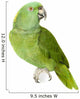 Amazone à Nuque Jaune - Amazona Auropalliata Wall Decal