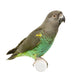 Meyer Parrots Wall Decal