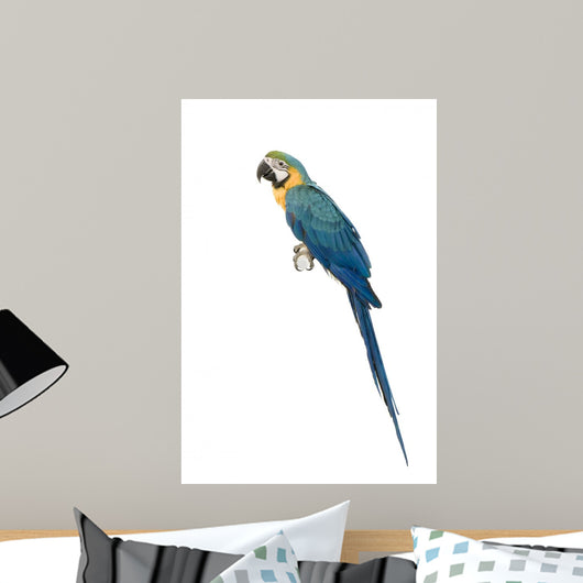 Ara Arauna Wall Decal