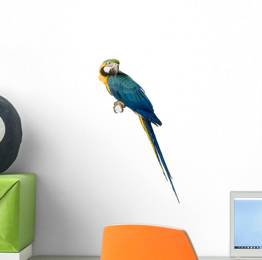 ara arauna Wall Decal