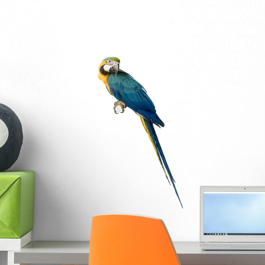 ara arauna Wall Decal