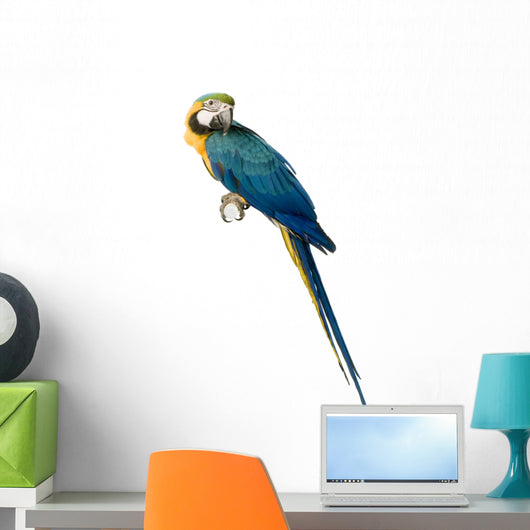 ara arauna Wall Decal