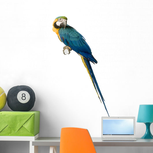 ara arauna Wall Decal
