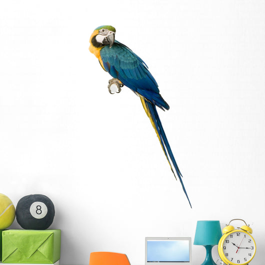 ara arauna Wall Decal