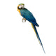ara arauna Wall Decal