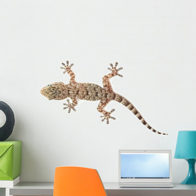 Brown Spotted Gecko Reptile Wall Decal shown on a wall