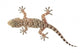 brown spotted gecko reptile isolated on white, view from above Wall Decal