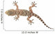 brown spotted gecko reptile isolated on white, view from above Wall Decal