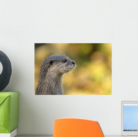 loutre Wall Mural