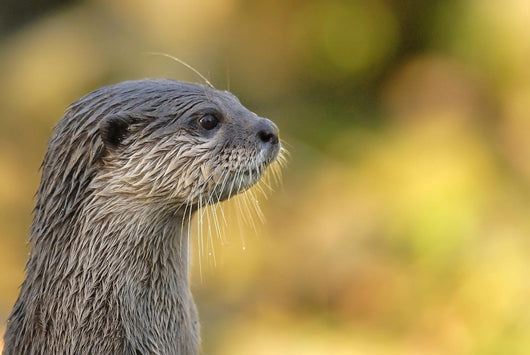 loutre Wall Mural