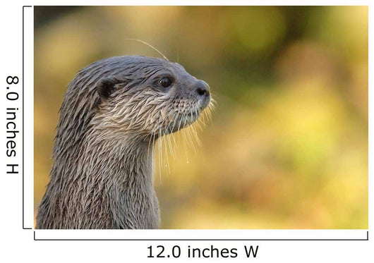 loutre Wall Mural