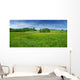 Fresh Flowered Meadow