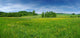 Fresh Flowered Meadow