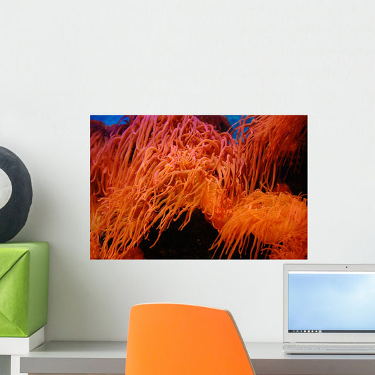 Coral Wall Mural