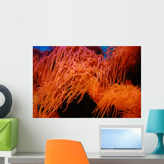 Coral Wall Mural