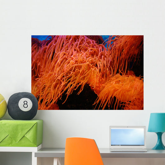 Coral Wall Mural