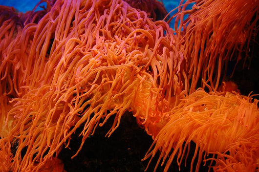 Coral Wall Mural