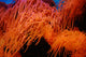 Coral Wall Mural