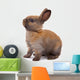 Most Beautyful Bunny Wall Decal