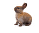 Most Beautyful Bunny Wall Decal