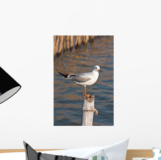 Seagull