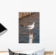 Seagull