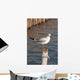 Seagull
