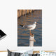 Seagull