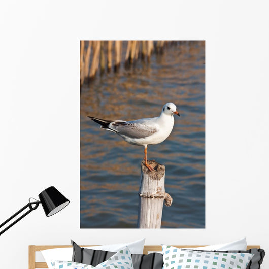 Seagull