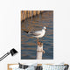 Seagull