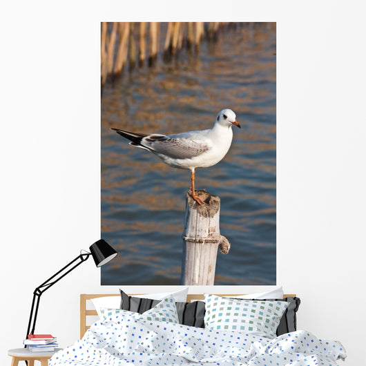 Seagull