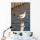 Seagull