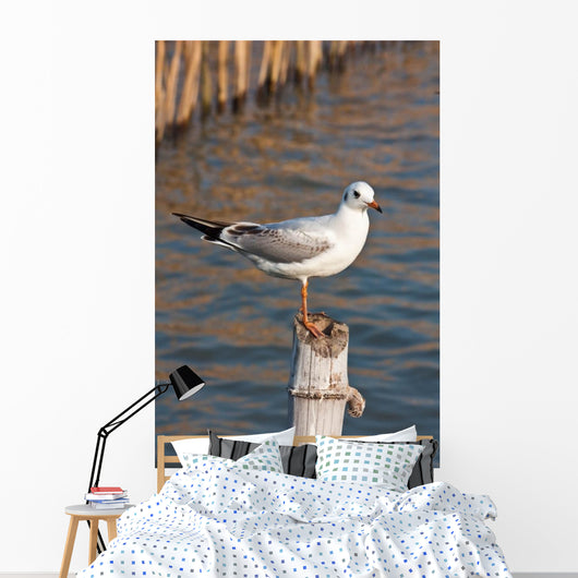 Seagull